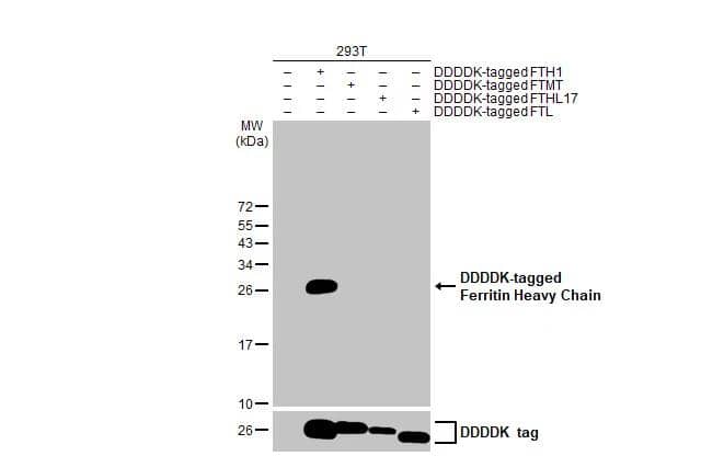 Ferritin Heavy Chain Antibody (HL1905)