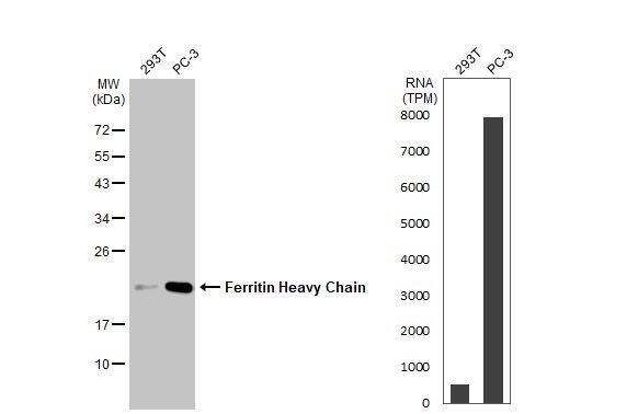 Ferritin Heavy Chain Antibody (HL1905)