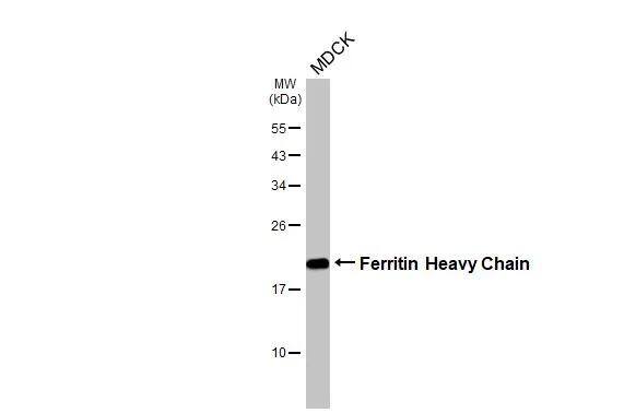 Ferritin Heavy Chain Antibody (HL1905)