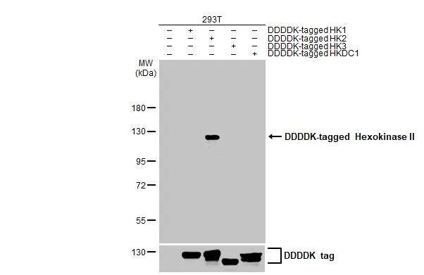 Hexokinase 2 Antibody (HL2001)