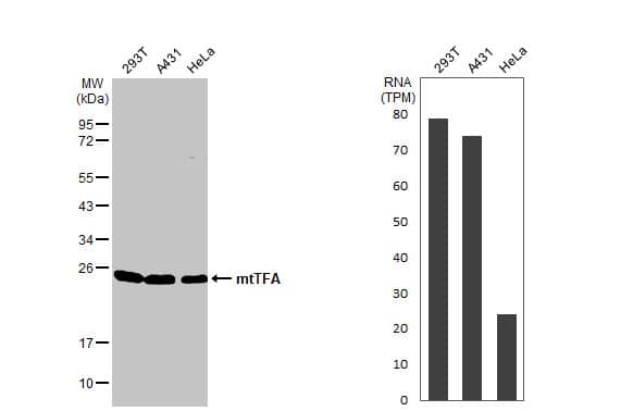 mtTFA Antibody (HL2012)