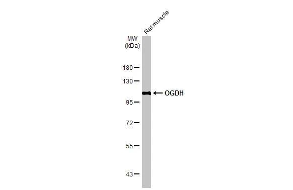 OGDH Antibody (HL2072)