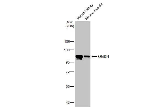 OGDH Antibody (HL2072)