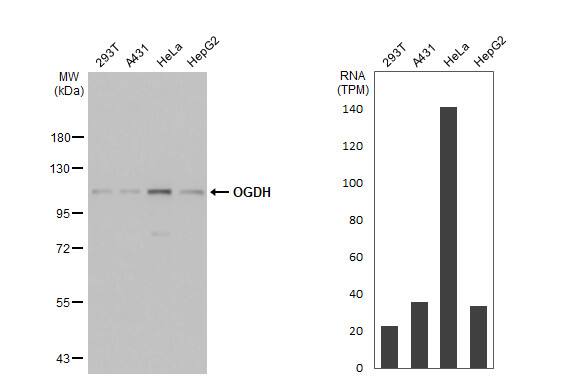 OGDH Antibody (HL2072)