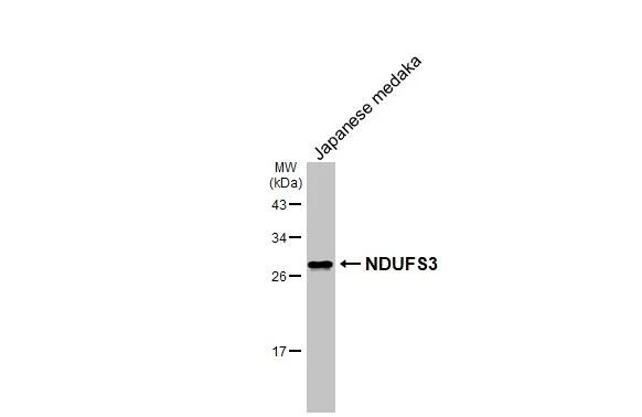 NDUFS3 Antibody (HL2097)