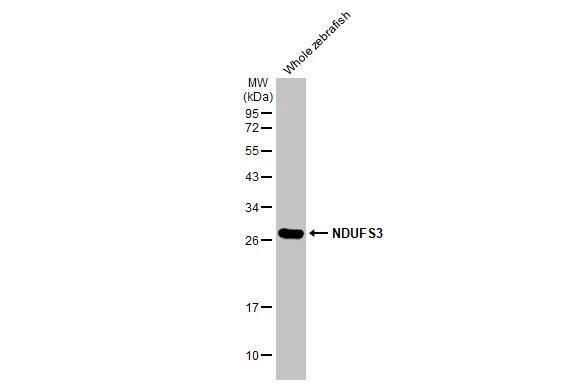 NDUFS3 Antibody (HL2097)