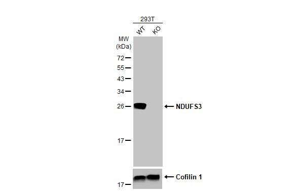 NDUFS3 Antibody (HL2097)