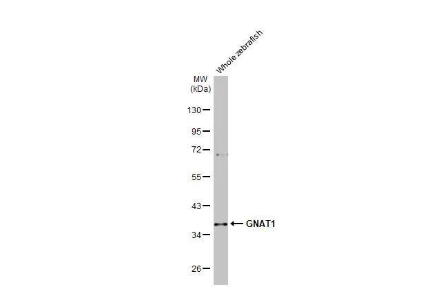 Transducin alpha Antibody (HL2126)