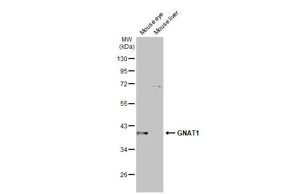 Transducin alpha Antibody (HL2126)