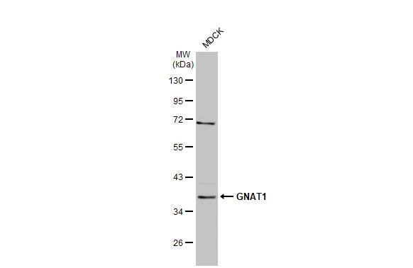Transducin alpha Antibody (HL2126)