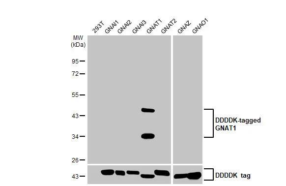 Transducin alpha Antibody (HL2126)