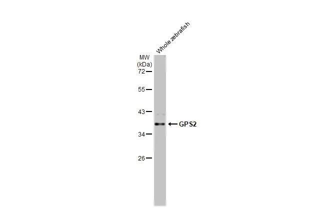 GPS2 Antibody (HL2276)