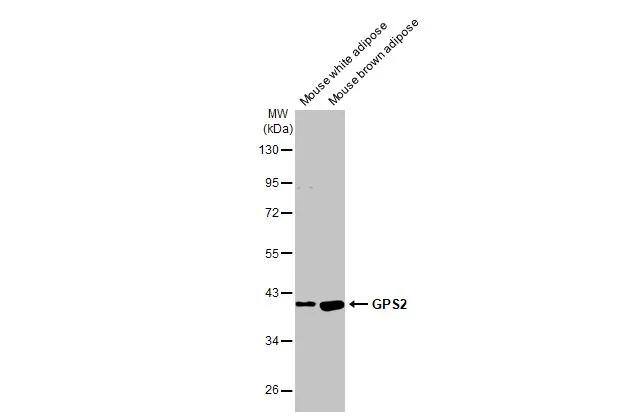 GPS2 Antibody (HL2276)