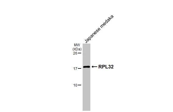 RPL32 Antibody (HL2331)