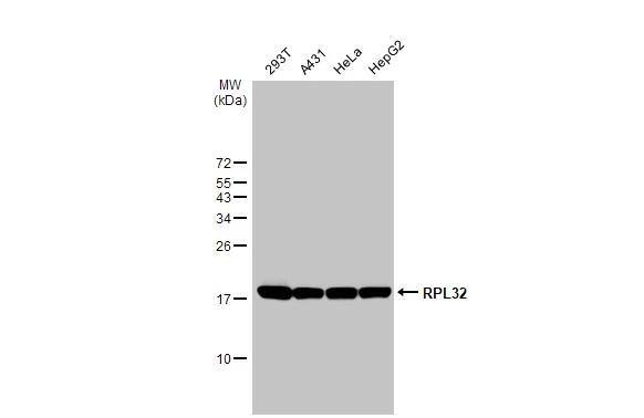 RPL32 Antibody (HL2331)