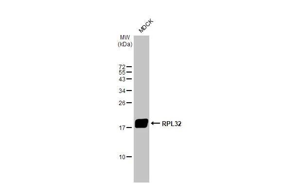 RPL32 Antibody (HL2331)