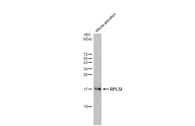 RPL32 Antibody (HL2331)