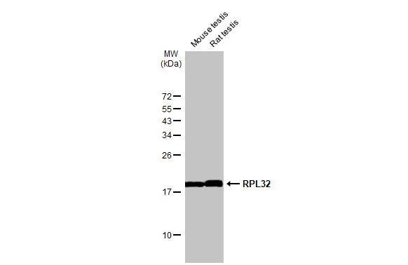 RPL32 Antibody (HL2331)