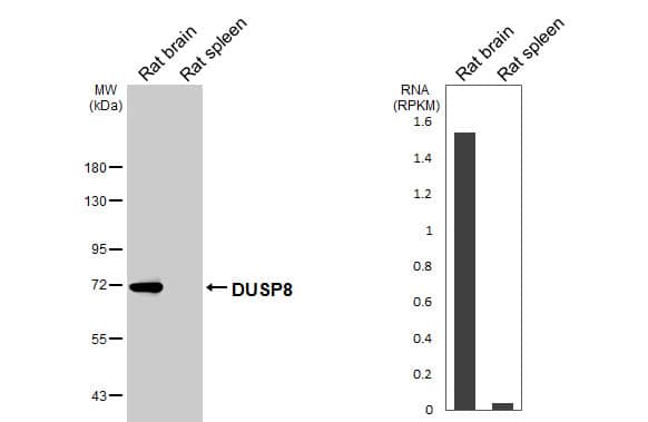DUSP8 Antibody (HL2338)
