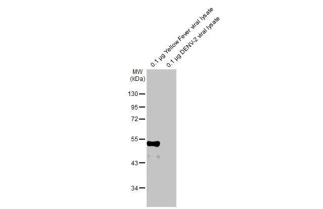 Yellow Fever Virus Envelope Antibody (HL2409)