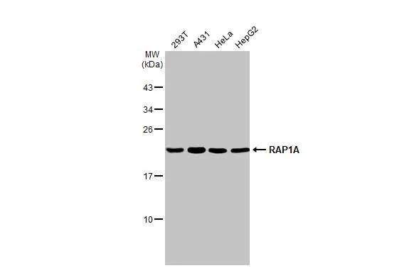 RAP1A Antibody (HL2415)