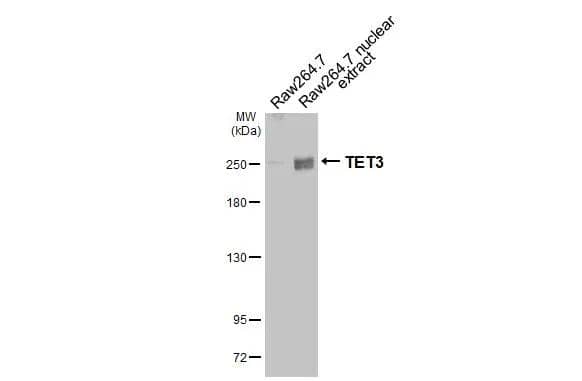 TET3 Antibody (HL2463)