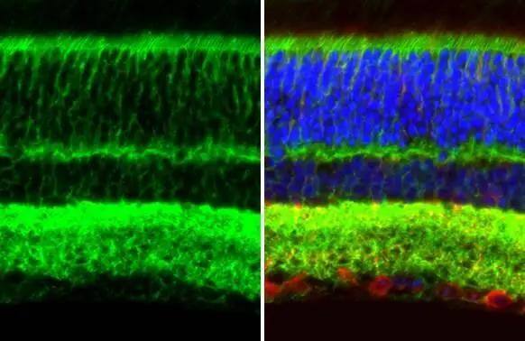 GPM6A Antibody (HL2473)