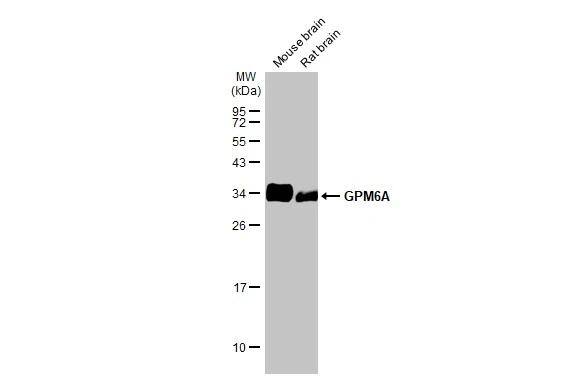 GPM6A Antibody (HL2473)