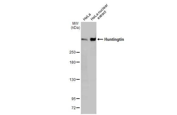 Huntingtin Antibody (HL2483)