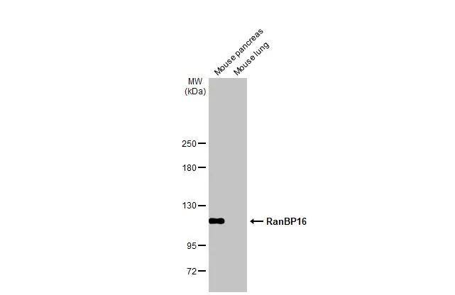 RanBP16 Antibody (HL2510)