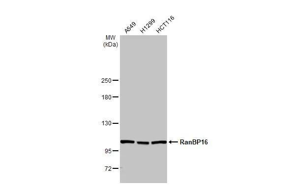 RanBP16 Antibody (HL2510)