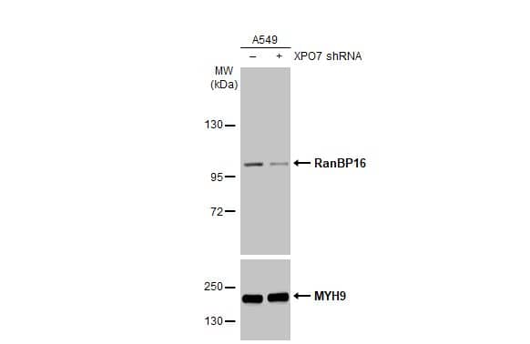 RanBP16 Antibody (HL2510)