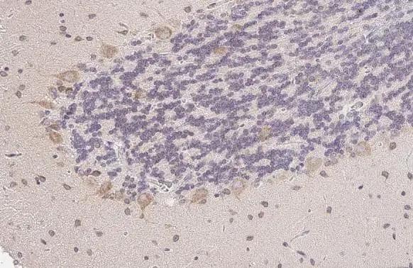 Nucleobindin 1 Antibody (HL2532)