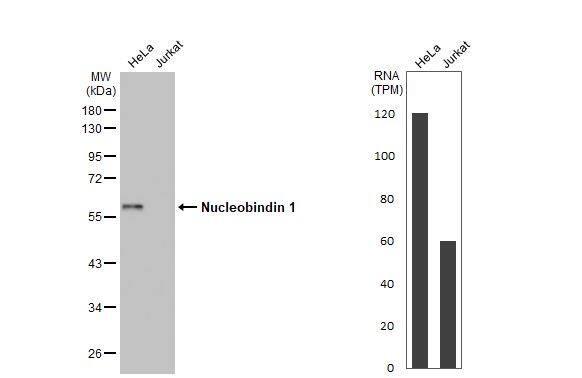 Nucleobindin 1 Antibody (HL2532)