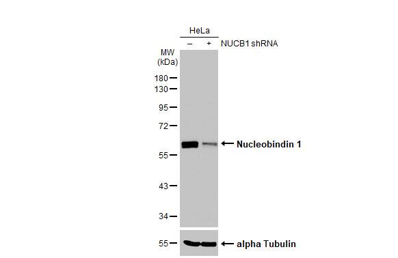 Nucleobindin 1 Antibody (HL2532)