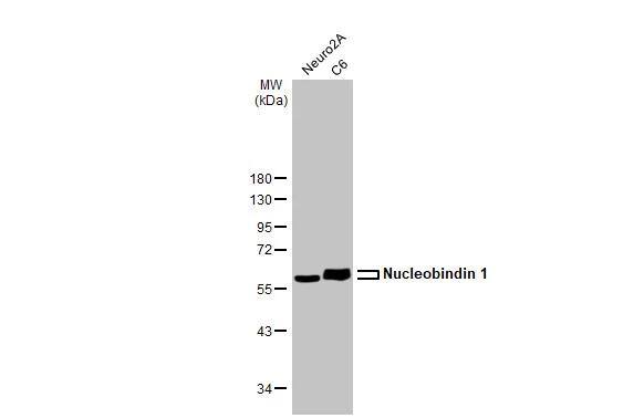 Nucleobindin 1 Antibody (HL2532)