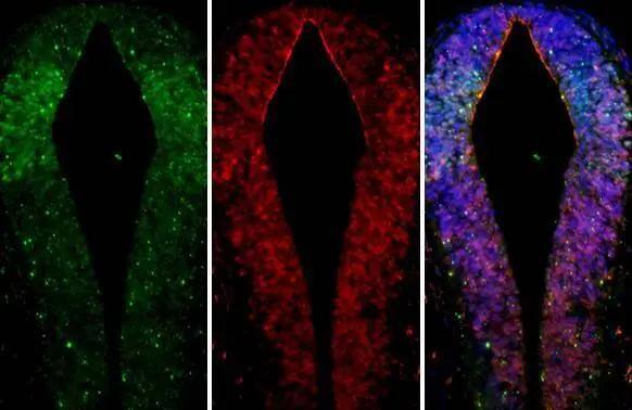 GSH2 Antibody (HL2533)