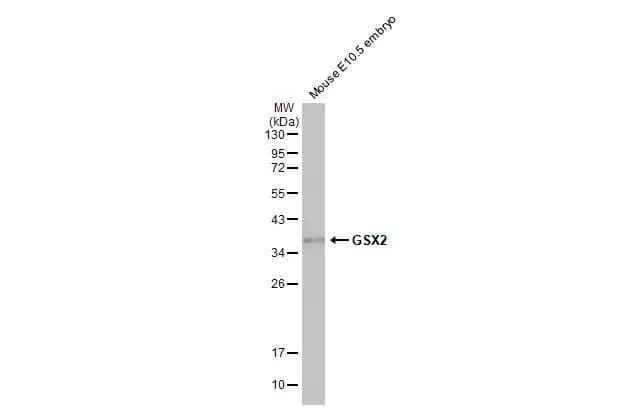 GSH2 Antibody (HL2533)
