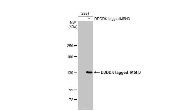 MSH3 Antibody (HL2546)