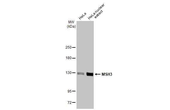 MSH3 Antibody (HL2546)