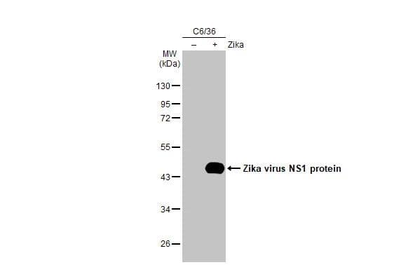 Zika Virus NS1 Antibody (HL2567)