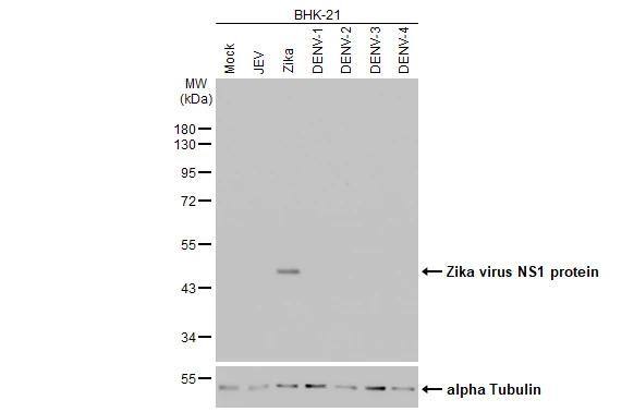 Zika Virus NS1 Antibody (HL2567)