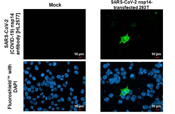SARS-CoV-2 nsp14 Antibody (HL2577)