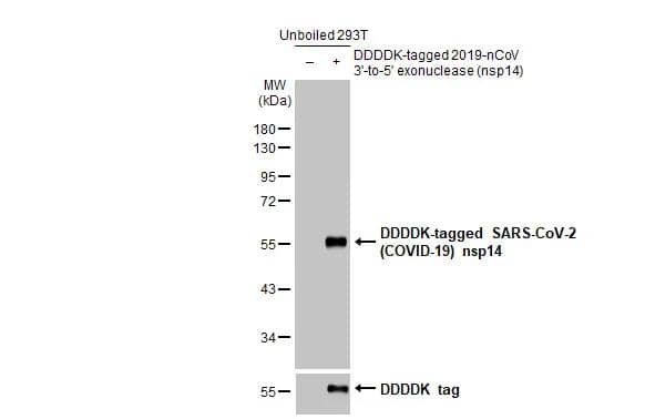 SARS-CoV-2 nsp14 Antibody (HL2578)