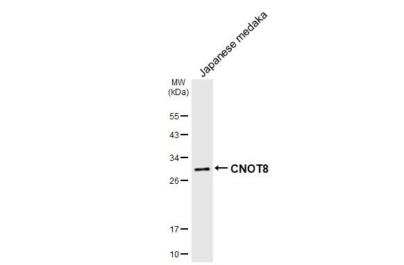 CNOT8 Antibody (HL2586)