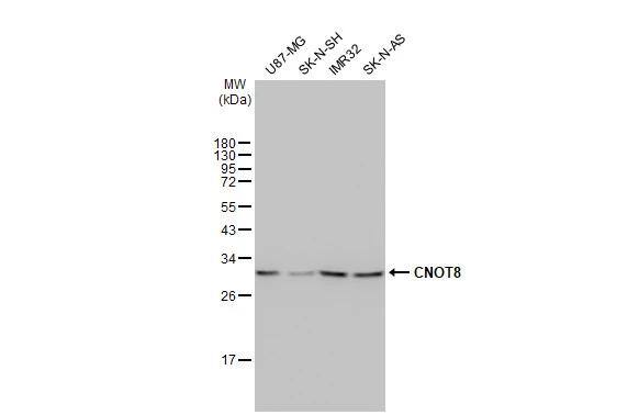 CNOT8 Antibody (HL2586)