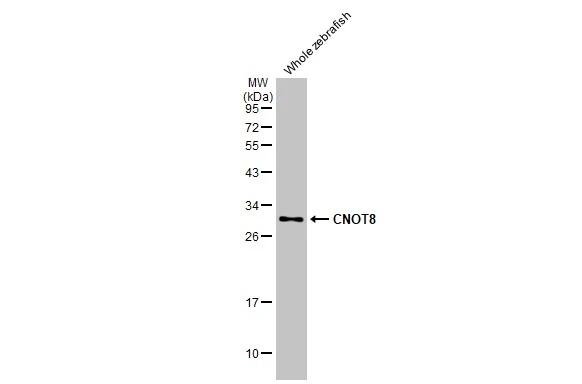 CNOT8 Antibody (HL2586)