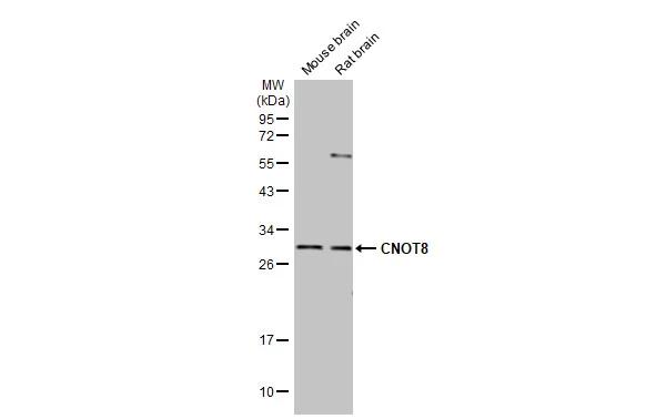 CNOT8 Antibody (HL2586)