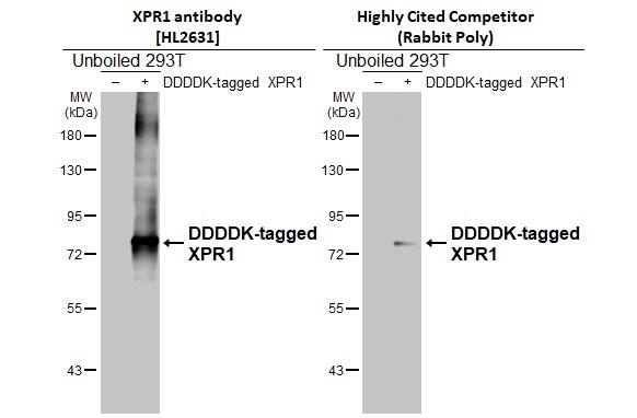 XPR1 Antibody (HL2631)
