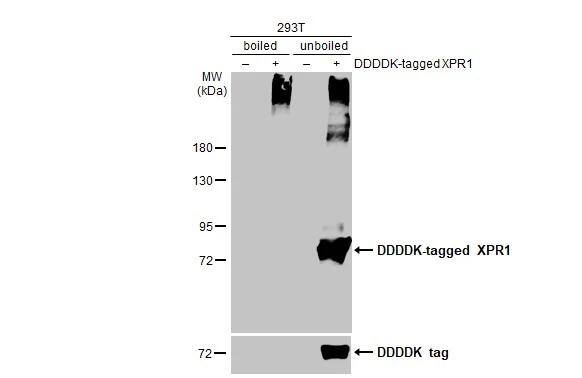 XPR1 Antibody (HL2631)